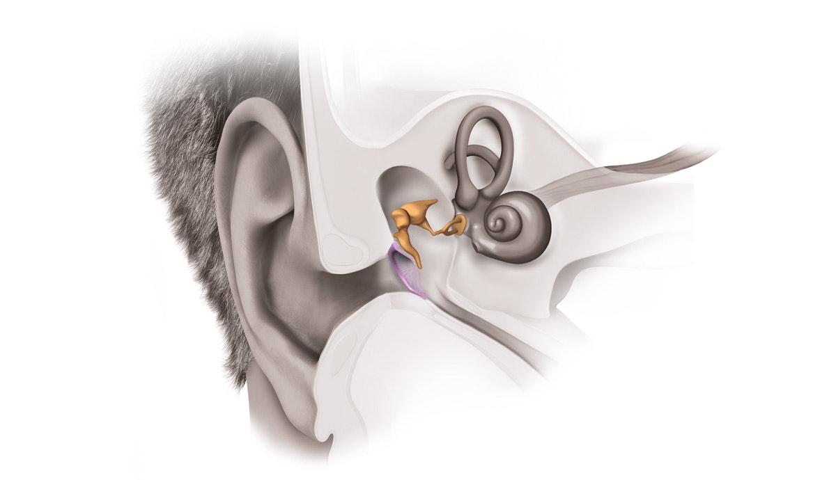 The Middle Ear